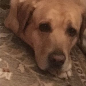 Meet your Posher, Hridat